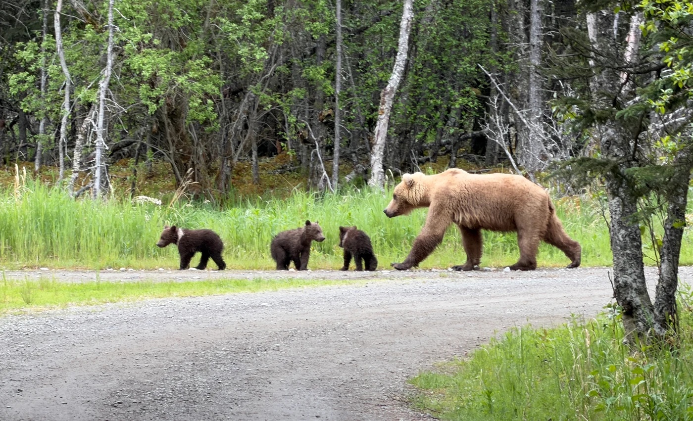 A photo taken by Jacob Padilla. Location: Katmai, Alaska